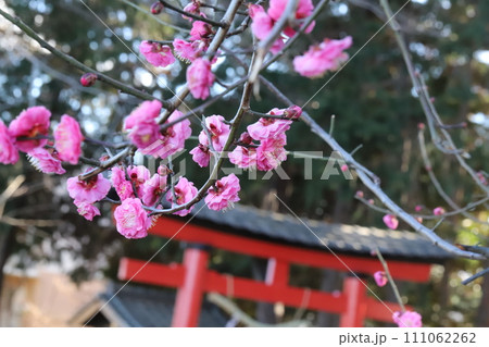 冬の神社に咲くピンク色の梅の花と赤い鳥居の風景 111062262