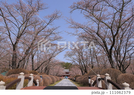 蓼科山聖光寺の桜咲く 111062379