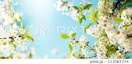 branches of blossoming cherry 111062734