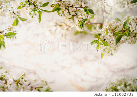 branches of blossoming cherry branches of blossoming cherry 111062735