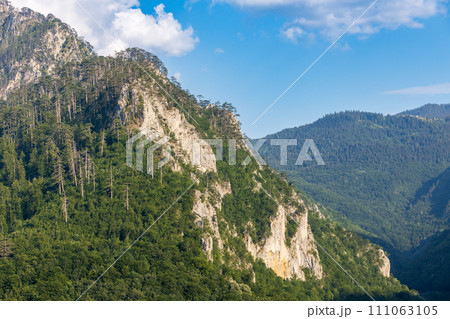Rocky peak in mountains of Montenegro covered with dense pine forest 111063105