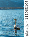水色の水面の湖の後姿の白鳥。北海道の屈斜路湖。 111063106