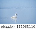 さざ波の湖の一羽の白鳥。北海道の屈斜路湖。 111063110