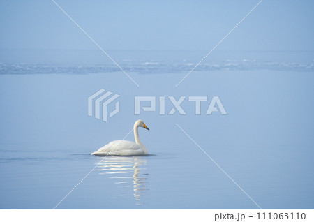 さざ波の湖の一羽の白鳥。北海道の屈斜路湖。 さざ波の湖の一羽の白鳥。北海道の屈斜路湖。 111063110
