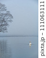 静寂の湖の一羽の白鳥と湖畔の木。北海道の屈斜路湖。 111063111