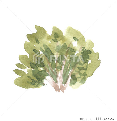 Watercolor hand drawn illustration of bush side view isolated on white background for landscape and architecture drawing, elements for environment and garden, painting botanical for section elevation 111063323