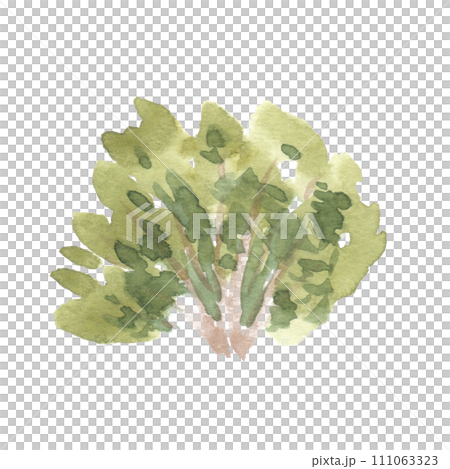 Watercolor hand drawn illustration of bush side view isolated on white background for landscape and architecture drawing, elements for environment and garden, painting botanical for section elevation 111063323