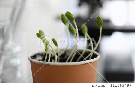 Close-up young green sprouts grow in clay pot 111063497