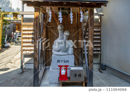 東京都・品川区 蛇窪神社 撫で白蛇 白蛇日本三大聖地 東京都・品川区 蛇窪神社 撫で白蛇 白蛇日本三大聖地 111064066