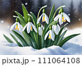 First flowers. Spring snowdrops bloom in the snow. 111064108