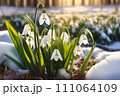 Beautiful first flowers snowdrops in spring forest. Tender spring flowers snowdrops harbingers of warming symbolize the arrival of spring. Scenic view of the spring forest with blooming flowers 111064109