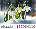Snowdrop flowers in the snow. Primroses in the forest on a sunny day. Postcard for the March holidays. 111064110