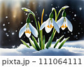 First flowers. Spring snowdrops bloom in the snow. 111064111
