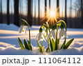 Beautiful first snowdrop flowers in the spring forest. Delicate spring flowers, snowdrops, are harbingers of warming and symbolize the arrival of spring. Scenic view of a spring forest with blooming 111064112