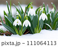 Beautiful first flowers snowdrops in spring forest. Tender spring flowers snowdrops harbingers of warming symbolize the arrival of spring. Scenic view of the spring forest with blooming flowers 111064113