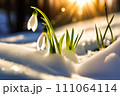 Snowdrop flowers in the snow. Primroses in the forest on a sunny day. Postcard for the March holidays. 111064114