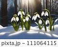 Beautiful first snowdrop flowers in the spring forest. Delicate spring flowers, snowdrops, are harbingers of warming and symbolize the arrival of spring. Scenic view of a spring forest with blooming 111064115