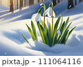 Spring Snowdrop Flowers with Water Drops in Spring Forest on Blue Background of Sun and Blurred Bokeh Lights. Copy Space for your text 111064116