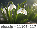 Beautiful first flowers snowdrops in spring forest. Tender spring flowers snowdrops harbingers of warming symbolize the arrival of spring. Scenic view of the spring forest with blooming flowers 111064117
