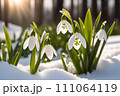 Beautiful first flowers snowdrops in spring forest. Tender spring flowers snowdrops harbingers of warming symbolize the arrival of spring. Scenic view of the spring forest with blooming flowers 111064119