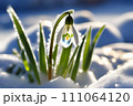 Spring snowdrop flowers with water drops in spring forest 111064120