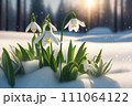 Spring snowdrop flowers with water drops in spring forest 111064122