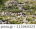 桜から初夏へ 桜から初夏へ 111064325