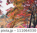 日本の紅葉 日本の紅葉 111064330