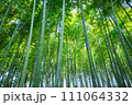 新緑の竹林 新緑の竹林 111064332
