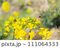 ミツバチお仕事中 ミツバチお仕事中 111064333