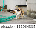 ネットと格闘中の猫 ネットと格闘中の猫 111064335