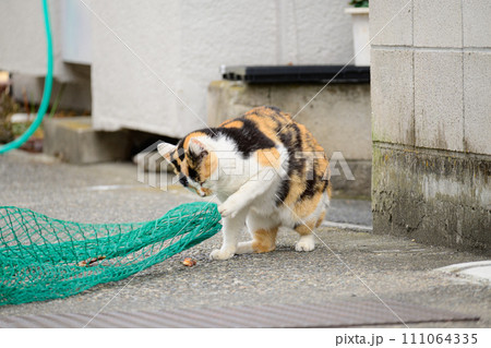 ネットと格闘中の猫 ネットと格闘中の猫 111064335