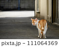 振り向くネコ 振り向くネコ 111064369