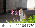 なにかを気にする猫 なにかを気にする猫 111064370