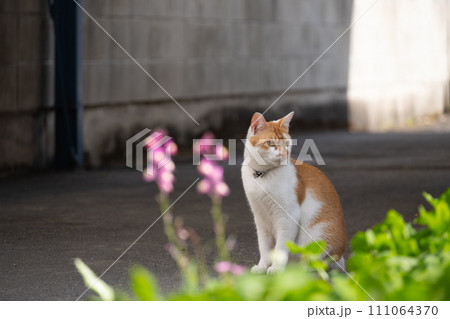 なにかを気にする猫 なにかを気にする猫 111064370