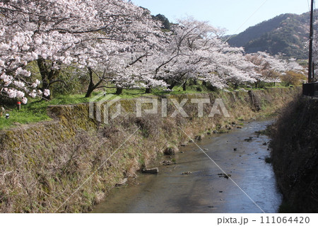 大阪府阪南市山中渓駅と桜 111064420