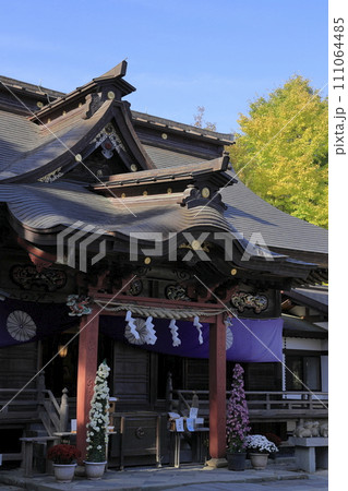 快晴の青空の下、黄葉した銀杏をバックにした秋の大洗磯前（おおあらいいそさき）神社の拝殿 111064485