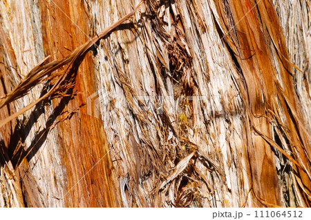 Texture of sequoia bark in the park. Tree background. 111064512