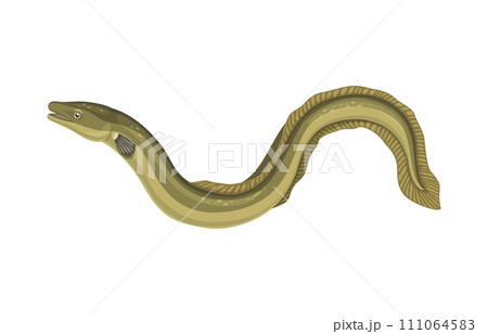 Cartoon eel fish for seafood cuisine or sea food restaurant menu, isolated vector. Ocean fishing and marine market or seafood kitchen eel fish for gourmet cooking and sushi bar ingredient Cartoon eel fish for seafood cuisine or sea food restaurant menu, isolated vector. Ocean fishing and marine market or seafood kitchen eel fish for gourmet cooking and sushi bar ingredient 111064583