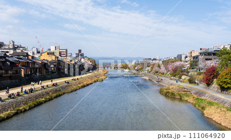 Cherry blossoms along the Kamo River (Kamogawa River). Kyoto, Japan. 111064920