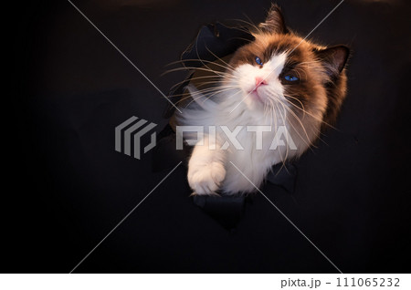 Beautiful young healthy Ragdoll cat on a black background. Beautiful young healthy Ragdoll cat on a black background. 111065232
