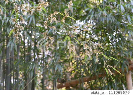 ウンモンチク 111065679