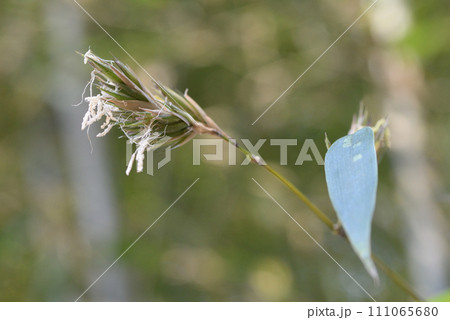 ウンモンチク ウンモンチク 111065680