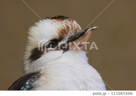 何かをみつめるワライカワセミ 111065806