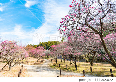 堺 荒山公園 梅の花 堺 荒山公園 梅の花 111065872