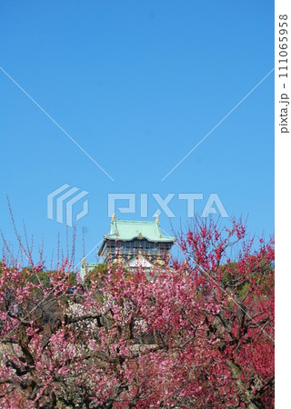 紅梅の向こうの大阪城天守閣の風景 紅梅の向こうの大阪城天守閣の風景 111065958