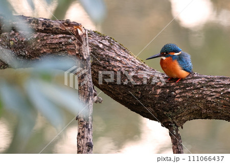 枝にとまるカワセミ 111066437