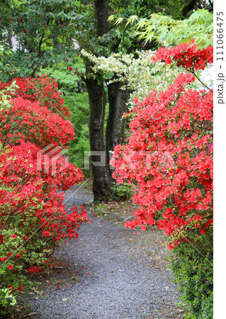 霧島躑躅が満開の梅宮大社神苑 霧島躑躅が満開の梅宮大社神苑 111066475