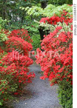 霧島躑躅が満開の梅宮大社神苑 111066477