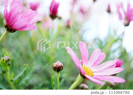 ピンク色の花 ピンク色の花 111066780